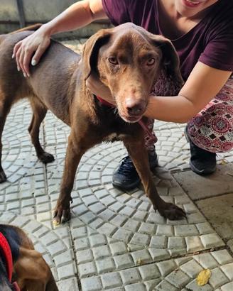 Labrador mix