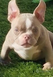 American Bully Micro Cuccioli