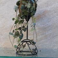Kokedama con Ceropegia Woodii