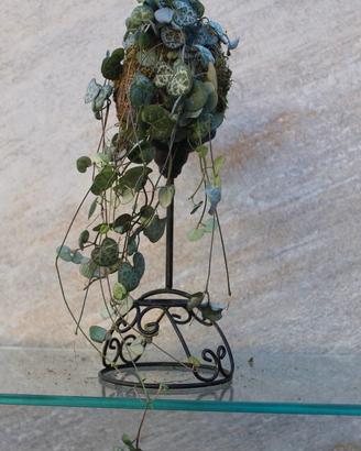 Kokedama con Ceropegia Woodii