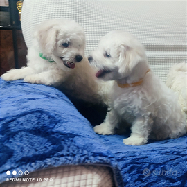 Dolcissimi Cuccioli BICHON Frisé con Pedigree ENCI