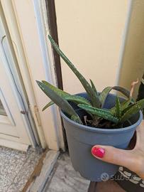 Aloe vera