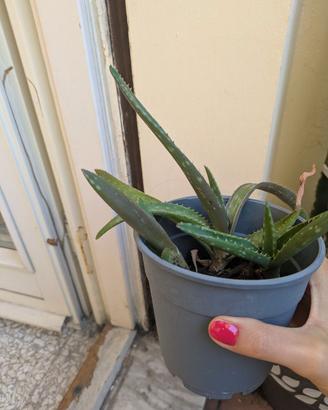 Aloe vera