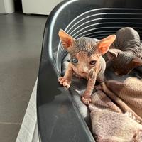 Cuccioli Sphynx