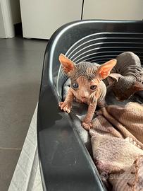 Cuccioli Sphynx