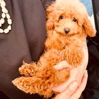 Barboncino Toy fulvo