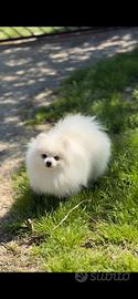 Spitz tedesco nano pomerania