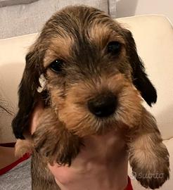 Splendidi cuccioli di bassotto nano a pelo duro