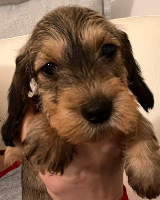 Splendidi cuccioli di bassotto nano a pelo duro