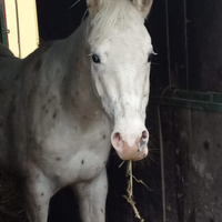 Cavallo