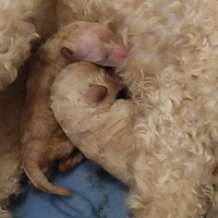 Cuccioli di barboncino toy