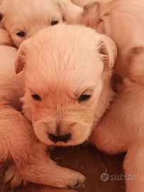 Golden Retriever con pedigree ENCI