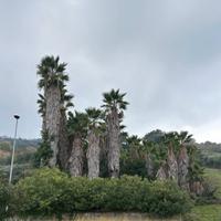 Palme Washingtonia di varie dimensioni