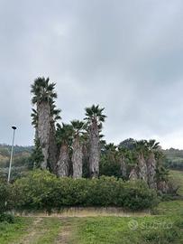 Palme Washingtonia di varie dimensioni