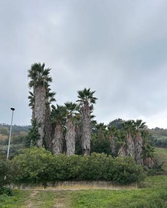 Palme Washingtonia di varie dimensioni