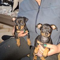 Cuccioli pinscher