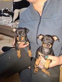Cuccioli pinscher