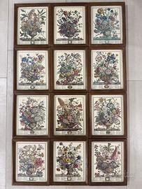 Stampe botaniche d’epoca con cornici Robert Furber