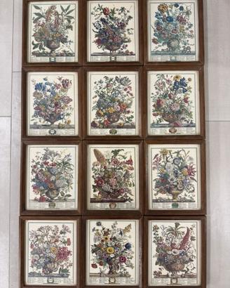 Stampe botaniche d’epoca con cornici Robert Furber