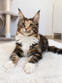 Allevamento autoriz Maine coon fut XXXL02/04/26