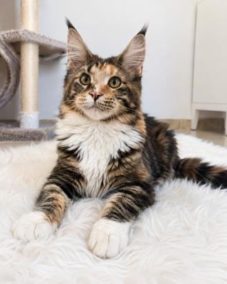 Allevamento autoriz Maine coon fut XXXL02/04/26
