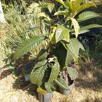 piante di nespolo nate da seme