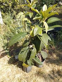 piante di nespolo nate da seme