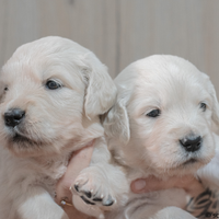 Cuccioli di Golden Retriever