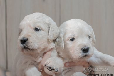 Cuccioli di Golden Retriever