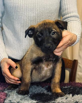 Cuccioli di Pastore Belga Malinois, pedigree ENCI