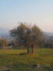 Piante di olive