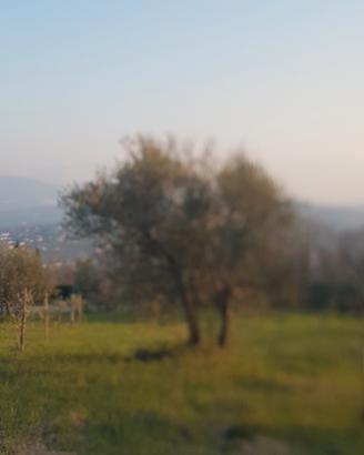 Piante di olive