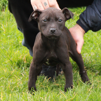 Tre mesi American Pitbull terrier