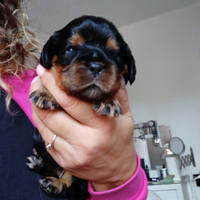 Cavalier king con Pedegree Enci e certficazioni