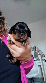 Cavalier king con Pedegree Enci e certficazioni