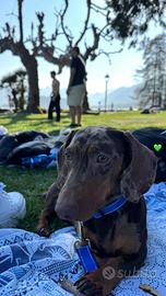 Bassotto arlecchino per monta