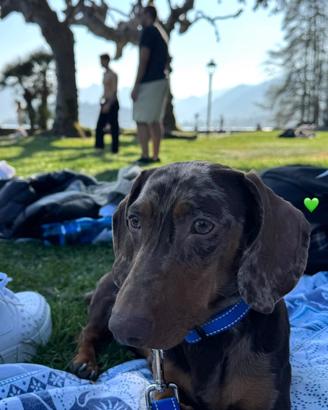 Bassotto arlecchino per monta