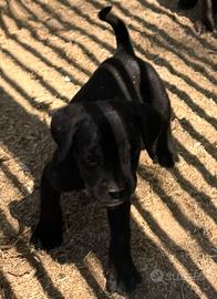 Cuccioli cane corso