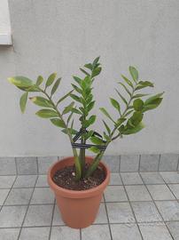 pianta zamioculcas