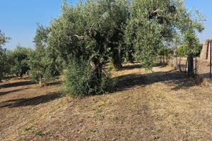 4H.Di Uliveto Con Terreno