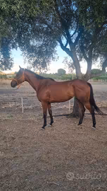 Cavalla Anglo araba