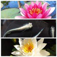 Mini-pond pronto 10 medaka+piante+mop+giuda