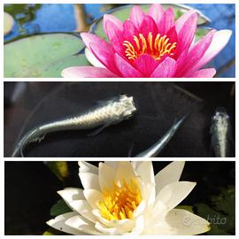 Mini-pond pronto 10 medaka+piante+mop+giuda