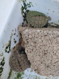 Tartarughe acquatiche Graptemys