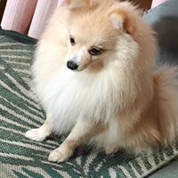 Spitz tedesco stallone
