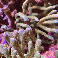 Montipora digitata verde SPS