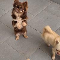 Chihuahua thai/russa pedigree