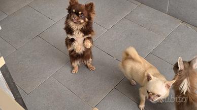 Chihuahua thai/russa pedigree