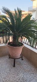 Cycas revoluta