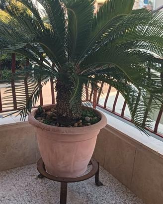 Cycas revoluta
